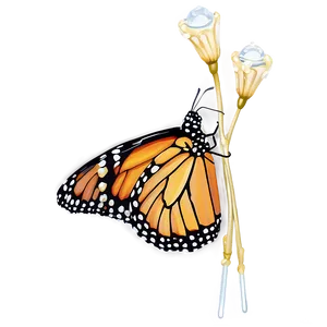 Monarch Butterfly With Dewdrops Png 13 PNG image