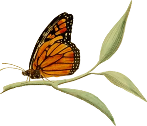 Monarch Butterflyon Plant Illustration PNG image