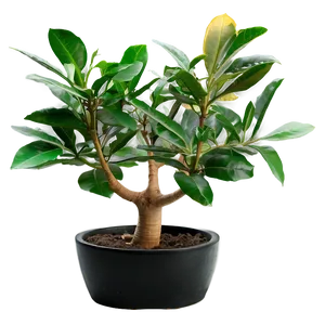 Money Tree Branches PNG 21