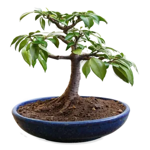 Money Tree In Bloom PNG Sbv