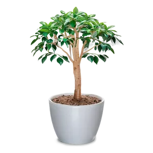 Money Tree In Pot PNG Xld13 PNG