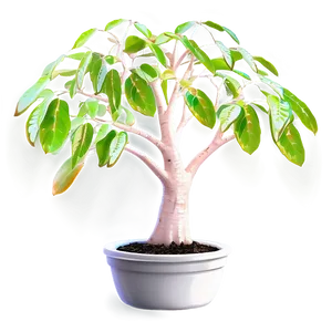 Money Tree In Sunlight PNG 06272024