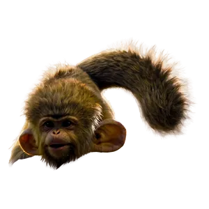 Monkey Tail PNG 06242024