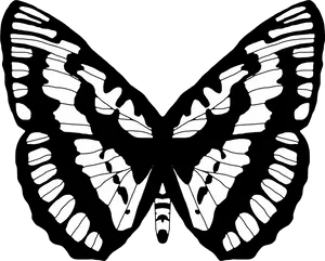 Monochrome Butterfly Illustration.png PNG image