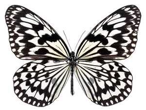 Monochrome Butterfly Spread Wings