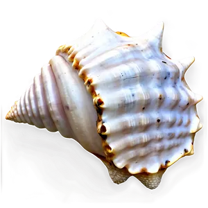 Monochrome Conch Shell PNG 87