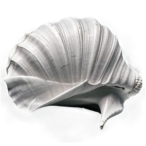 Monochrome Conch Shell PNG Omi46 PNG