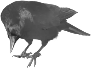 Monochrome Crow Xray Effect PNG image