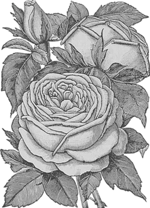 Monochrome_ Rose_ Sketch_ Artwork