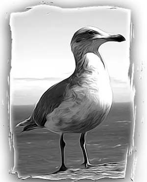 Monochrome Seagull Portrait PNG image