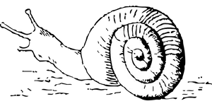 Monochrome Snail Shell Illustration PNG image
