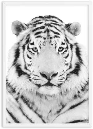 Monochrome Tiger Portrait