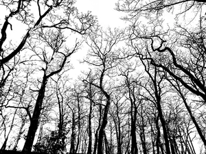 Monochrome_ Treetop_ Silhouettes