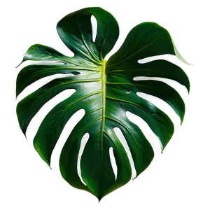 Monstera Deliciosa In Nature PNG 55 PNG