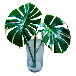 Monstera Deliciosa In Nature PNG Pnx PNG
