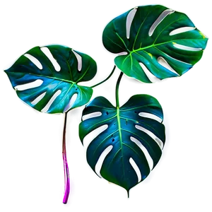 Monstera Deliciosa In Nature PNG Rlx PNG