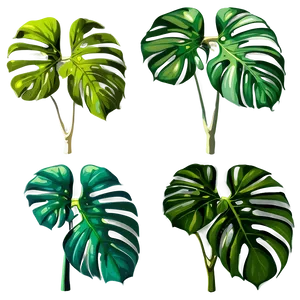 Monstera Deliciosa In Nature PNG Wgi80 PNG