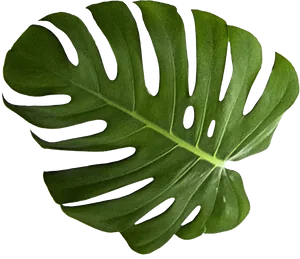 Monstera Deliciosa Leaf Isolated PNG image
