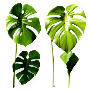 Monstera Deliciosa Leaf Png Lxp PNG image