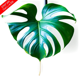 Monstera Deliciosa Leaf Png Rhg42 PNG image