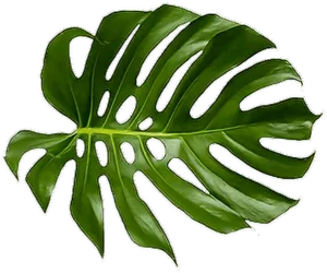 Monstera Deliciosa Leaf.png PNG image