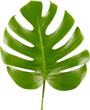 Monstera Deliciosa Leaf