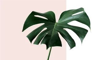 Monstera Deliciosa Leaf PNG image