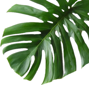 Monstera Deliciosa Leaf Transparent Background PNG image