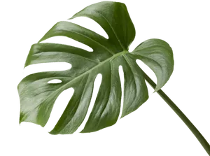 Monstera Deliciosa Leaf