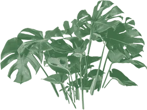 Monstera Deliciosa Leaves Transparent Background PNG image
