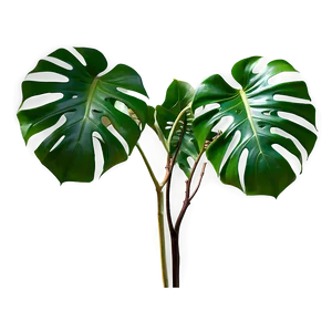 Monstera Deliciosa Plant Png 06212024 PNG image