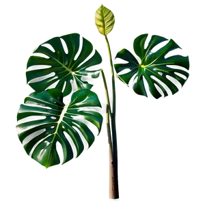 Monstera Deliciosa Plant Png 06212024 PNG image