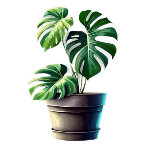 Monstera In Pot Drawing PNG 05232024