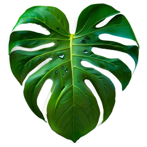 Monstera Leaf Closeup PNG 05232024