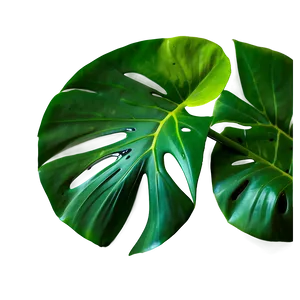 Monstera Leaf Closeup PNG Jrp69