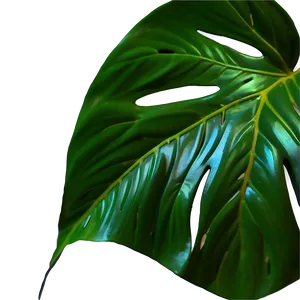 Monstera Leaf Closeup PNG Jwh18