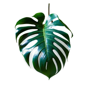 Monstera Leaf In Natural Light Png 05232024 PNG image