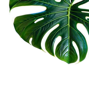 Monstera Leaf In Natural Light PNG 90