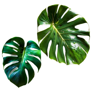 Monstera Leaf In Natural Light PNG Cte