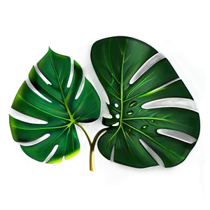 Monstera Leaf On White PNG 05232024