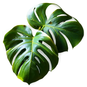 Monstera Leaf On White Png 05232024 PNG image