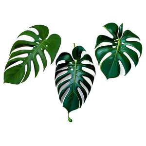 Monstera Leaf On White PNG Ugx32