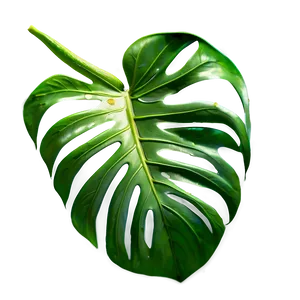 Monstera Leaf Sketch Png Cvm PNG image