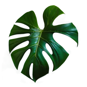 Monstera Leaf Transparent Background Png 05232024 PNG image