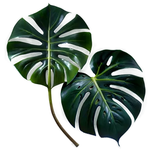 Monstera Leaf Transparent Background Png 42 PNG image
