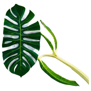 Monstera Leaf Transparent Background Png 44 PNG image