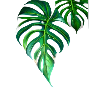 Monstera Leaf Tropical PNG 15