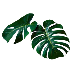 Monstera Leaf Tropical PNG 50