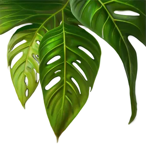 Monstera Leaf Tropical PNG Jfq
