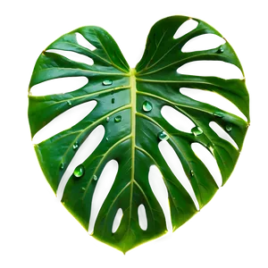 Monstera Leaf Vein Details PNG Ita